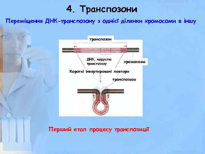 4. Транспозони Переміщення ДНК-транспозону з однієї ділянки хромосоми в іншу транспозон ДНК, кодуюча транспозазу