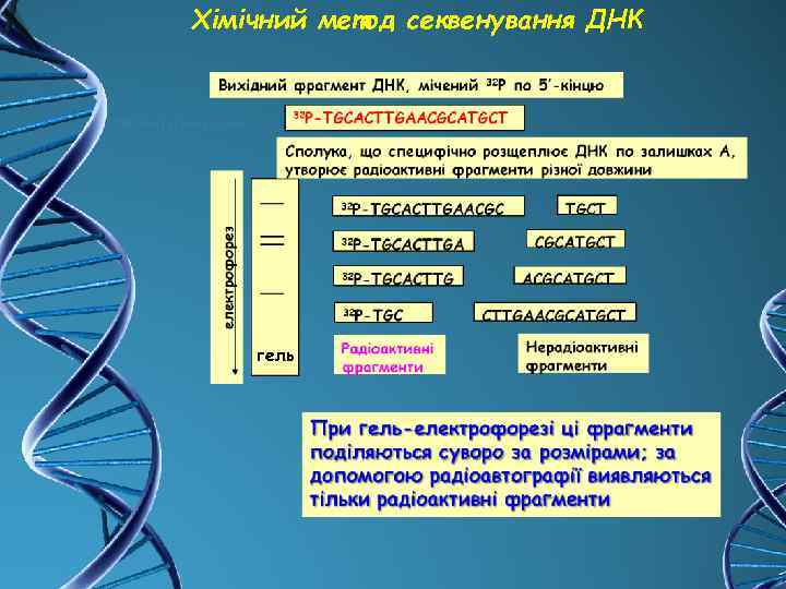 Хімічний метод секвенування ДНК гель 