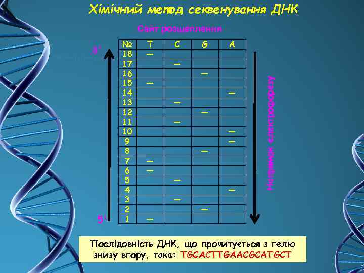 Хімічний метод секвенування ДНК Сайт розщеплення 5' № 18 17 16 15 14 13