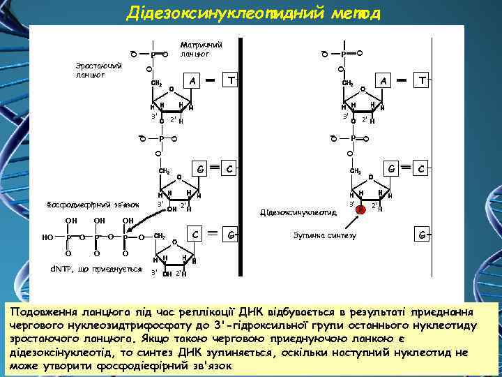 Дідезоксинуклеотидний метод O T A 3' 3' НO P O OН O P O