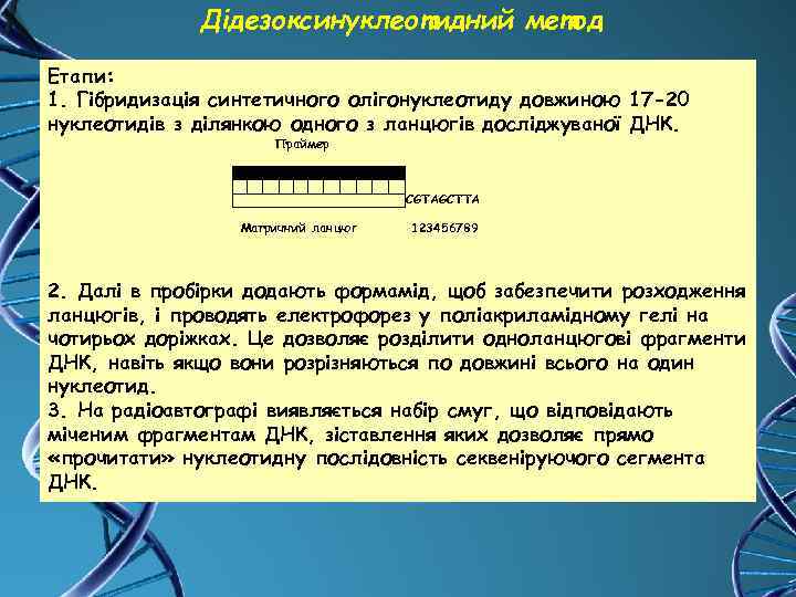 Дідезоксинуклеотидний метод Етапи: 1. Гібридизація синтетичного олігонуклеотиду довжиною 17 -20 нуклеотидів з ділянкою одного