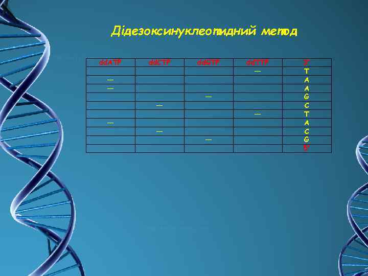 Дідезоксинуклеотидний метод dd. ATP dd. СTP — — — dd. GTP dd. TTP —