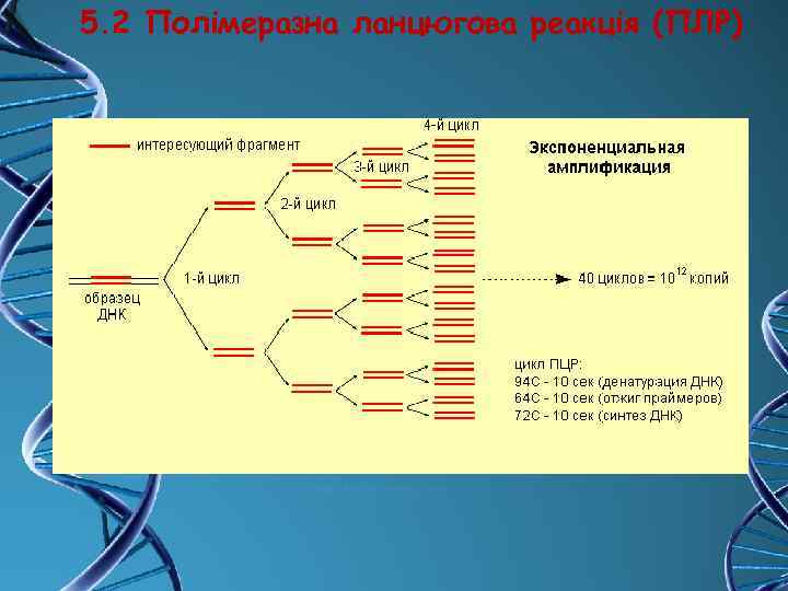 5. 2 Полімеразна ланцюгова реакція (ПЛР) 
