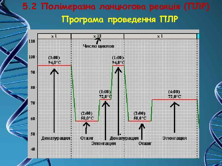 5. 2 Полімеразна ланцюгова реакція (ПЛР) Програма проведення ПЛР 