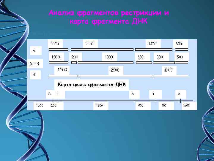 Анализ фрагментов рестрикции и карта фрагмента ДНК 1200 Карта цього фрагмента ДНК 