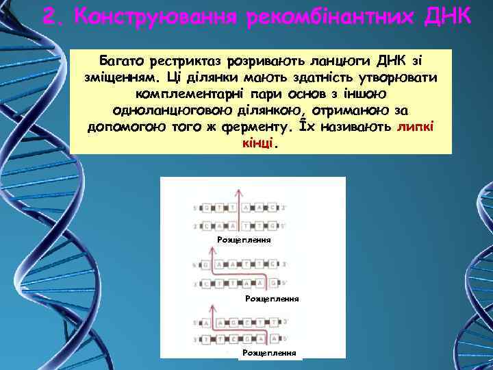 2. Конструювання рекомбінантних ДНК Багато рестриктаз розривають ланцюги ДНК зі зміщенням. Ці ділянки мають