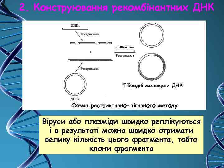 2. Конструювання рекомбінантних ДНК-лігаза Гібридні молекули ДНК Схема рестриктазно-лігазного методу Віруси або плазміди швидко