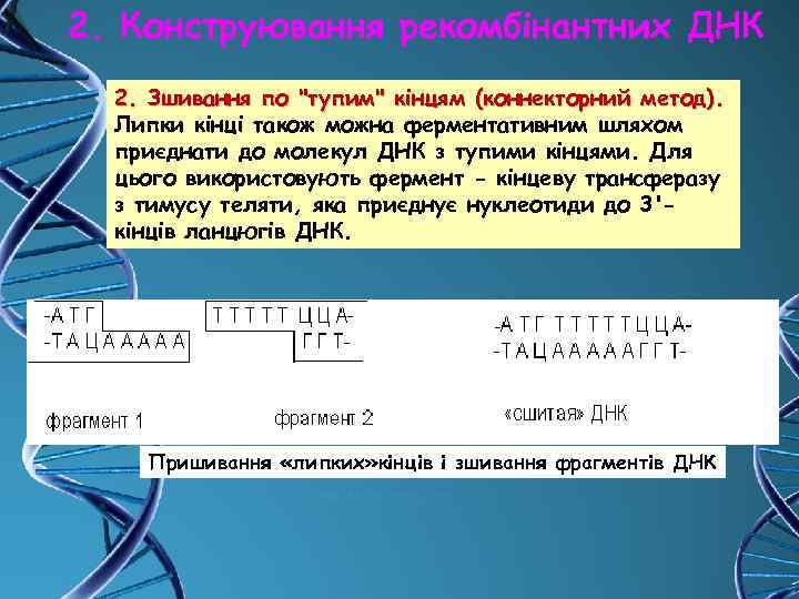 2. Конструювання рекомбінантних ДНК 2. Зшивання по 