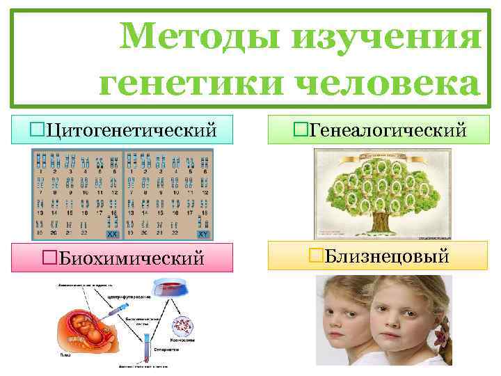 Методы исследования генетики человека презентация 10 класс