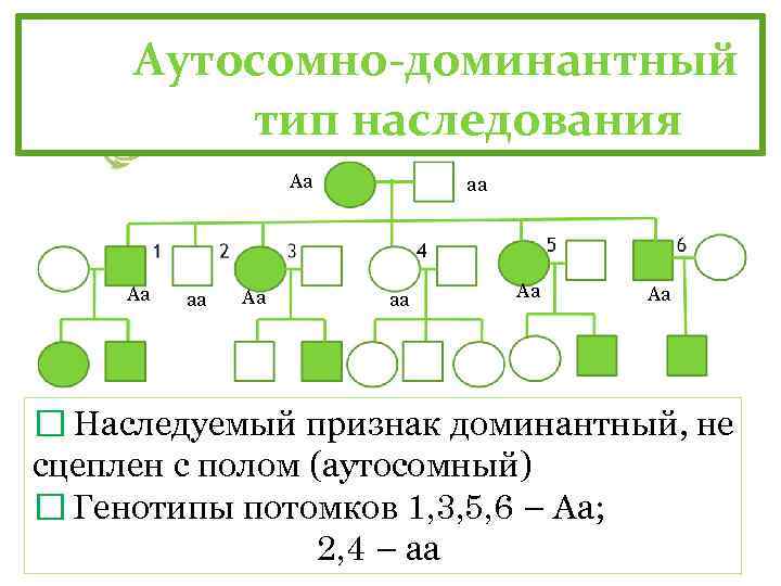 Аутосомно-доминантный тип наследования Аа Аа аа аа Аа Аа Наследуемый признак доминантный, не сцеплен