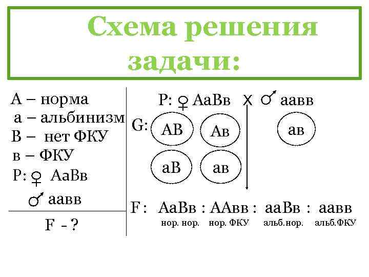 Схема решения задачи: А – норма Р: Аа. Вв Х аавв а – альбинизм