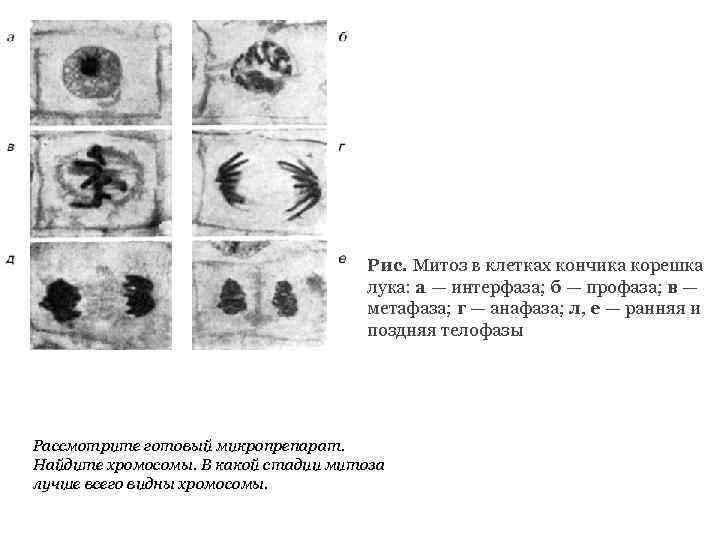 Рис. Митоз в клетках кончика корешка лука: а — интерфаза; б — профаза; в