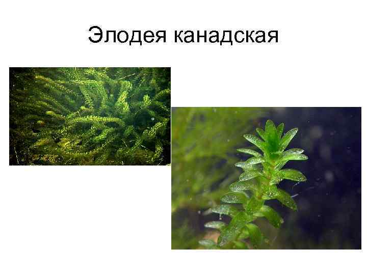 Элодея канадская 