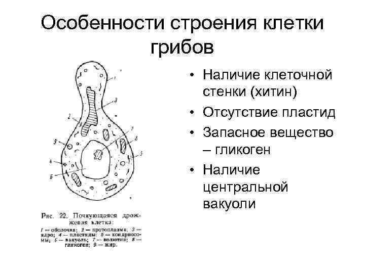 Наличие толстой клеточной оболочки пластид г и структуры обозначенной на рисунке буквой а признаки