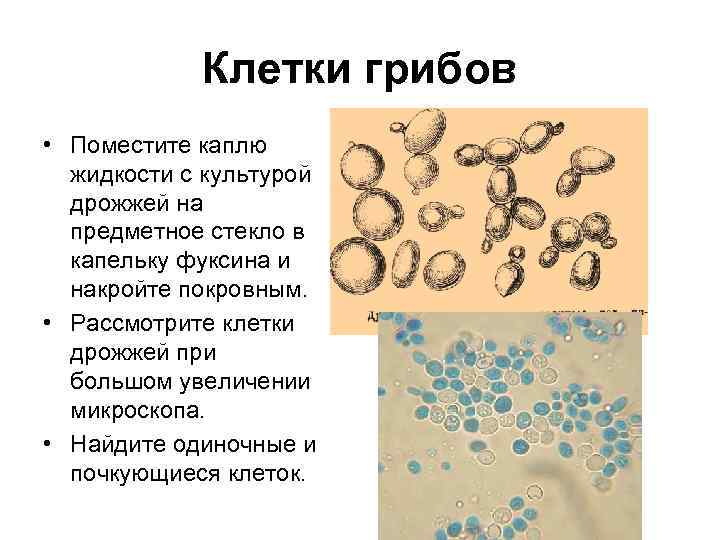Клетки грибов • Поместите каплю жидкости с культурой дрожжей на предметное стекло в капельку