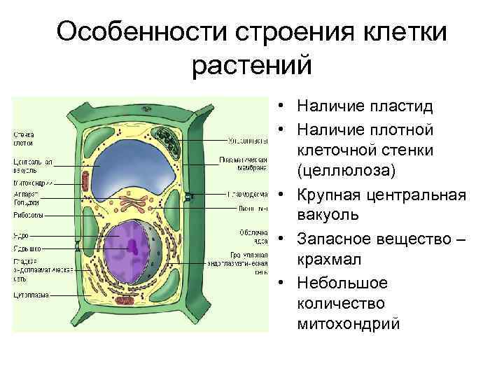 Особенности строения клетки растений • Наличие пластид • Наличие плотной клеточной стенки (целлюлоза) •