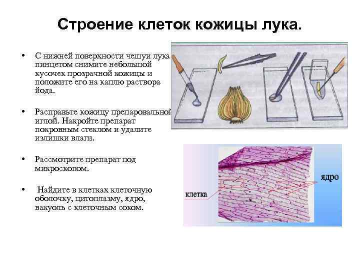 Строение клеток кожицы лука. • С нижней поверхности чешуи лука пинцетом снимите небольшой кусочек