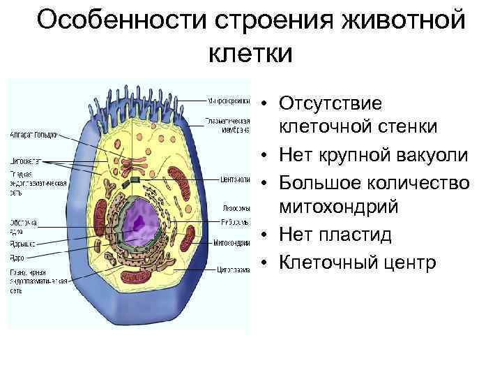 Особенности строения животной клетки • Отсутствие клеточной стенки • Нет крупной вакуоли • Большое
