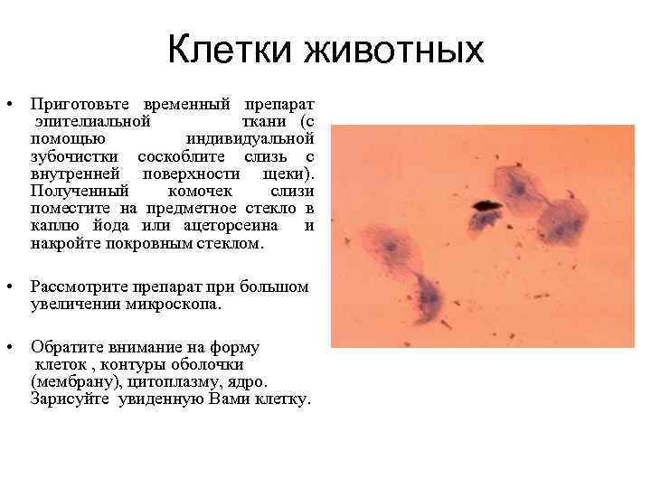 Клетки животных • Приготовьте временный препарат эпителиальной ткани (с помощью индивидуальной зубочистки соскоблите слизь