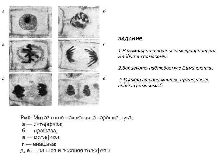 ЗАДАНИЕ 1. Рассмотрите готовый микропрепарат. Найдите хромосомы. 2. Зарисуйте наблюдаемую Вами клетку. 3. В
