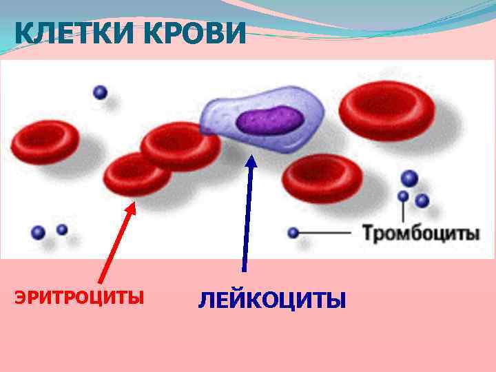 КЛЕТКИ КРОВИ ЭРИТРОЦИТЫ ЛЕЙКОЦИТЫ 