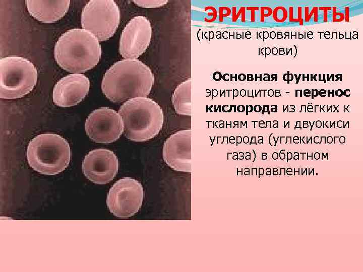 ЭРИТРОЦИТЫ (красные кровяные тельца крови) Основная функция эритроцитов - перенос кислорода из лёгких к