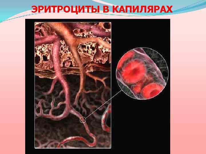 ЭРИТРОЦИТЫ В КАПИЛЯРАХ 