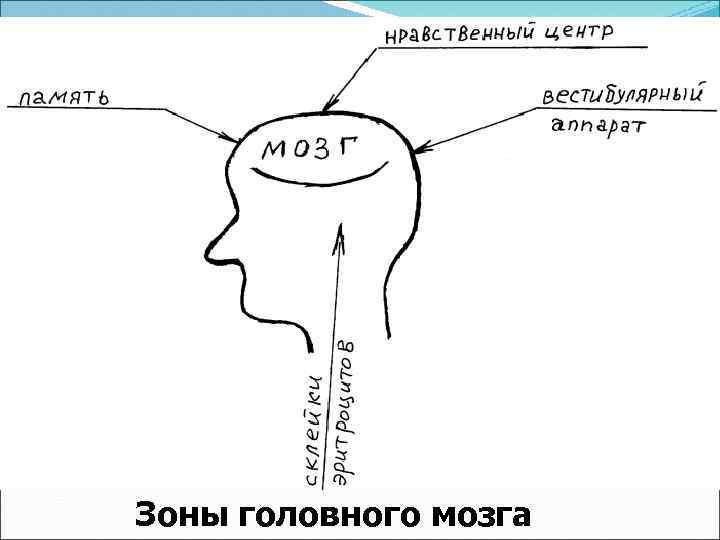 Зоны головного мозга 