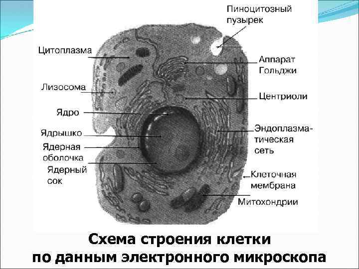 Схема строения клетки по данным электронного микроскопа 
