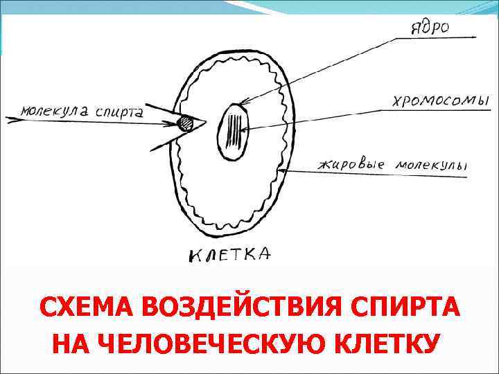 СХЕМА ВОЗДЕЙСТВИЯ СПИРТА НА ЧЕЛОВЕЧЕСКУЮ КЛЕТКУ 