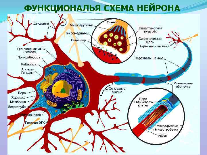 ФУНКЦИОНАЛЬЯ СХЕМА НЕЙРОНА 