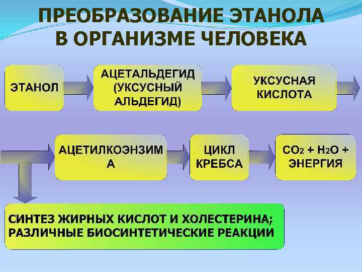 ПРЕОБРАЗОВАНИЕ ЭТАНОЛА В ОРГАНИЗМЕ ЧЕЛОВЕКА 
