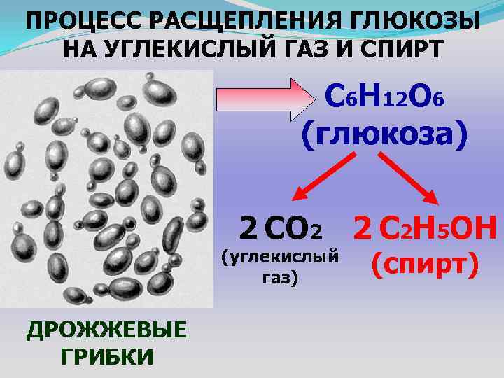 ПРОЦЕСС РАСЩЕПЛЕНИЯ ГЛЮКОЗЫ НА УГЛЕКИСЛЫЙ ГАЗ И СПИРТ C 6 H 12 O 6