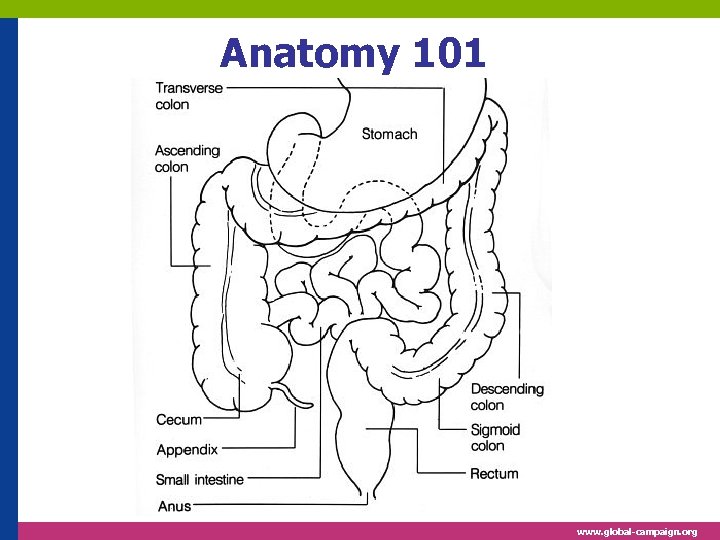 Anatomy 101 www. global-campaign. org 