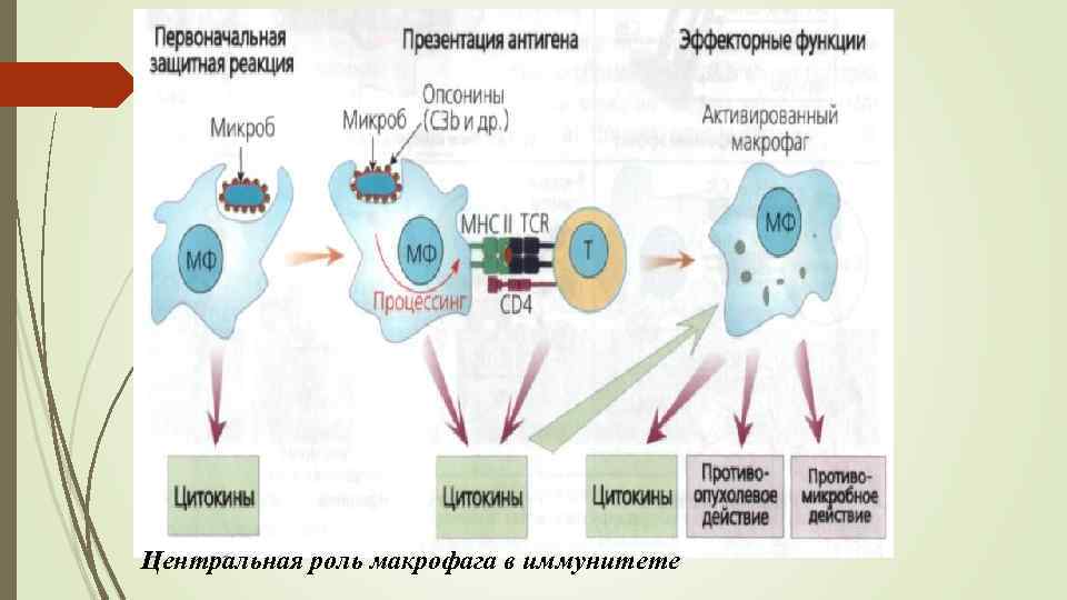 Макрофаги иммунитет