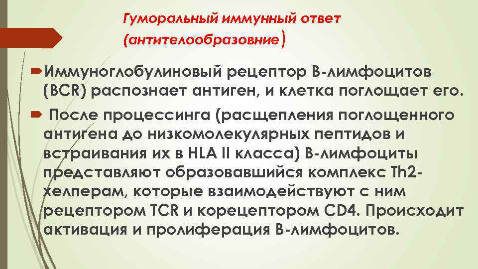 Гуморальный иммунный ответ (антителообразовние) Иммуноглобулиновый рецептор В-лимфоцитов (ВСR) распознает антиген, и клетка поглощает его.