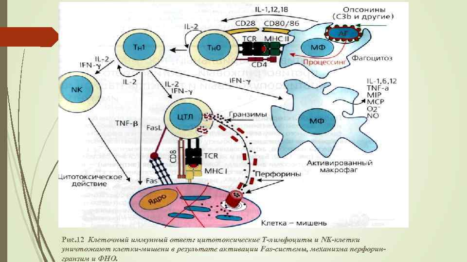 Рис. 12 Клеточный иммунный ответ: цитотоксические Т-лимфоциты и NK-клетки уничтожают клетки-мишени в результате активации