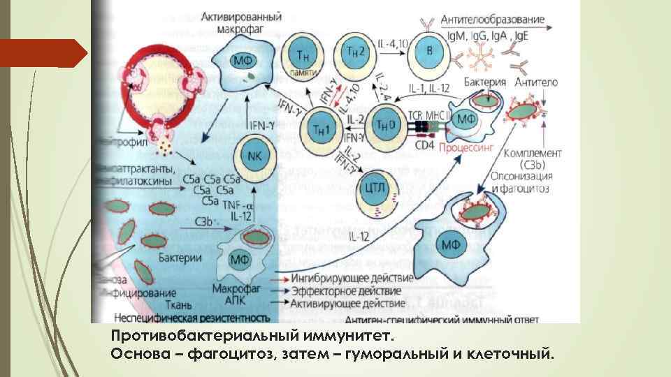 Противобактериальный иммунитет. Основа – фагоцитоз, затем – гуморальный и клеточный. 