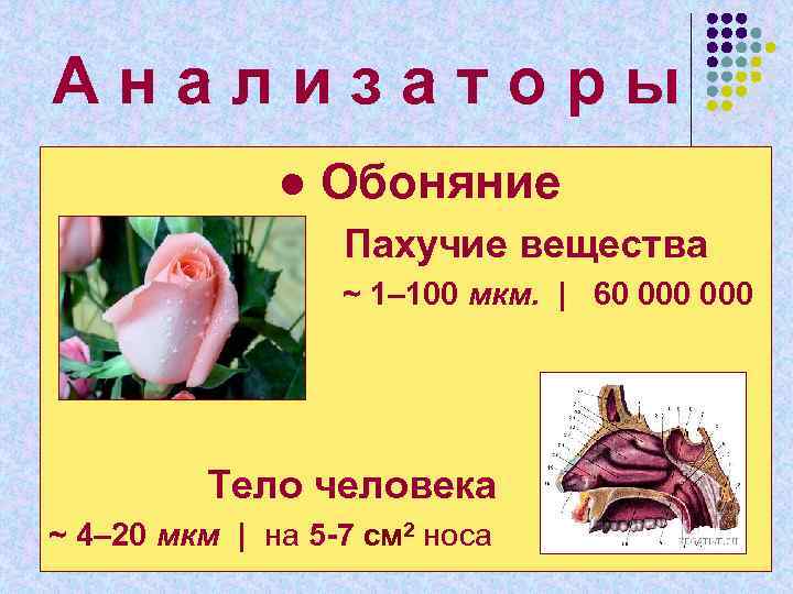 А н а л и з а т о р ы ● Обоняние Пахучие