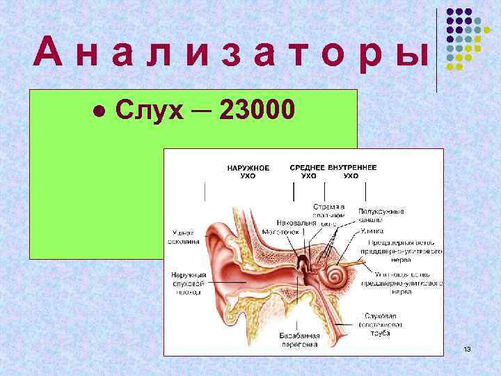 А н а л и з а т о р ы ● Слух ─