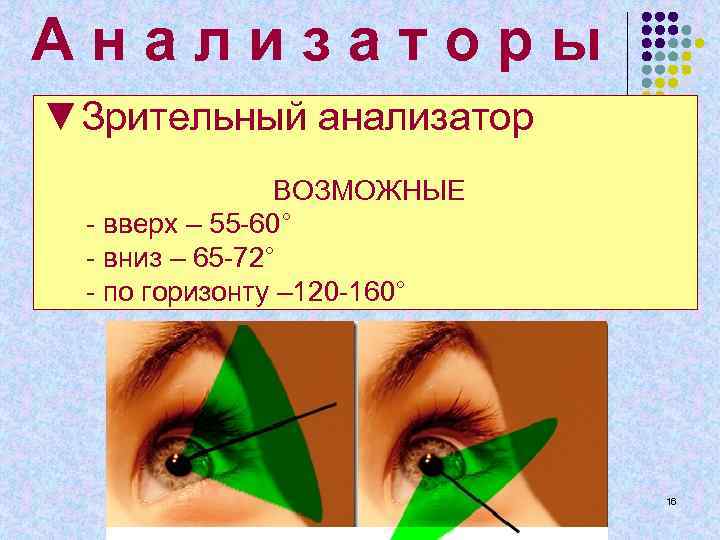 А н а л и з а т о р ы ▼Зрительный анализатор ВОЗМОЖНЫЕ