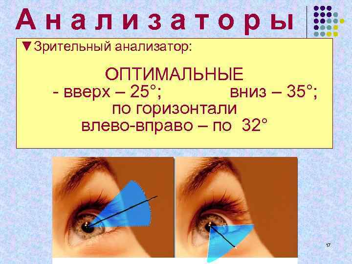 А н а л и з а т о р ы ▼Зрительный анализатор: ОПТИМАЛЬНЫЕ