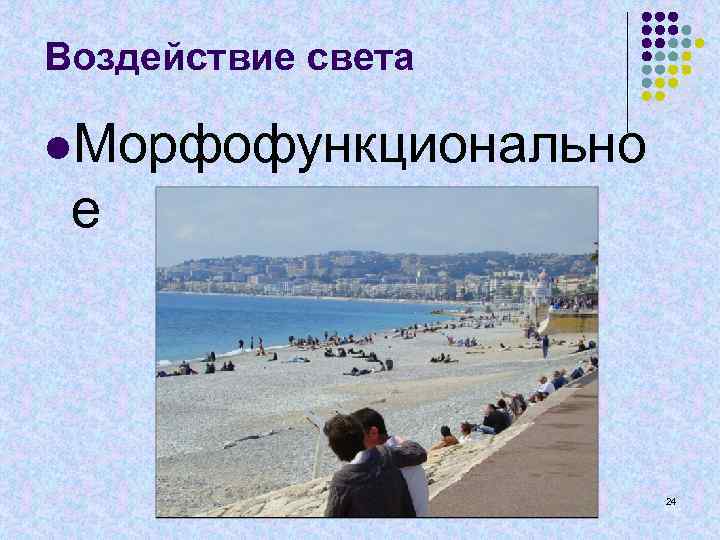 Воздействие света l. Морфофункционально е 24 