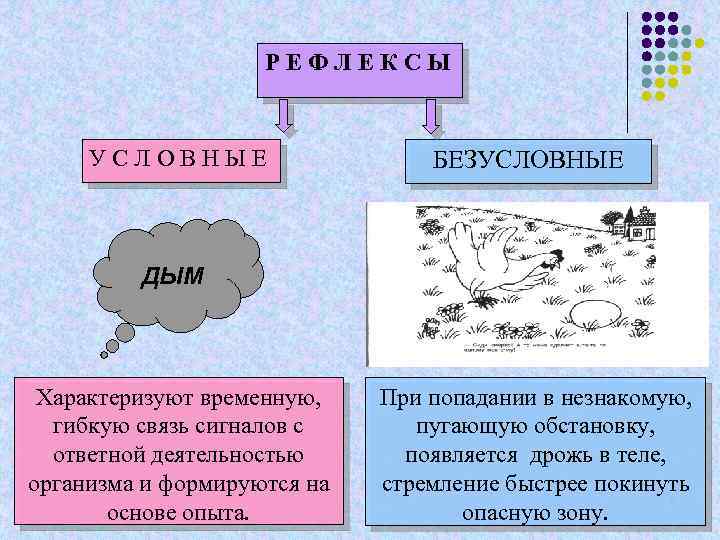 РЕФЛЕКСЫ У С Л О В Н Ы Е БЕЗУСЛОВНЫЕ ДЫМ Характеризуют временную, гибкую