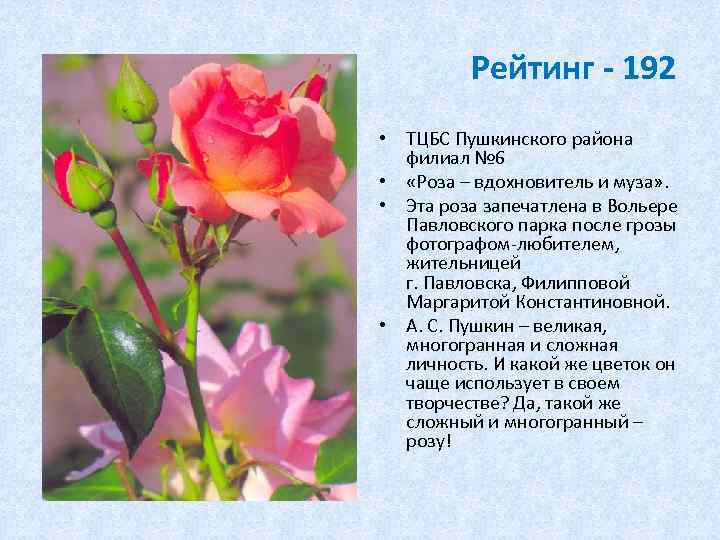Рейтинг - 192 • ТЦБС Пушкинского района филиал № 6 • «Роза – вдохновитель