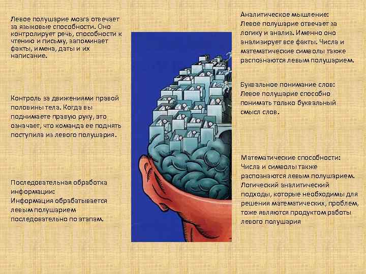 Левое полушарие мозга отвечает за языковые способности. Оно контролирует речь, способности к чтению и