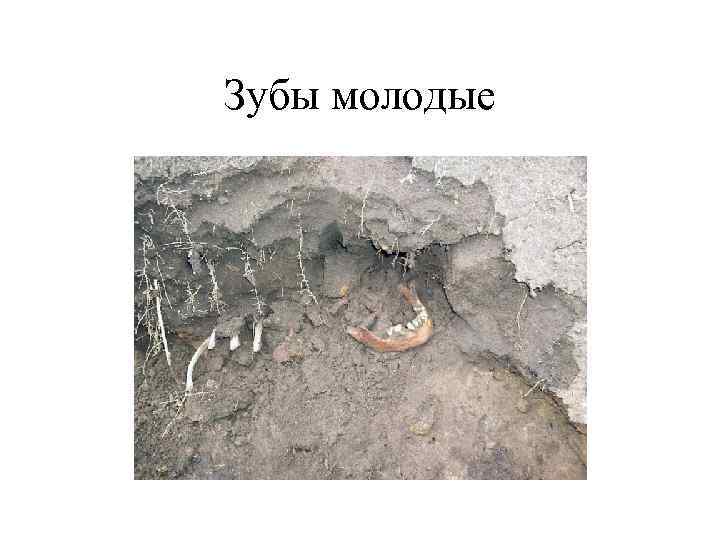 Зубы молодые 