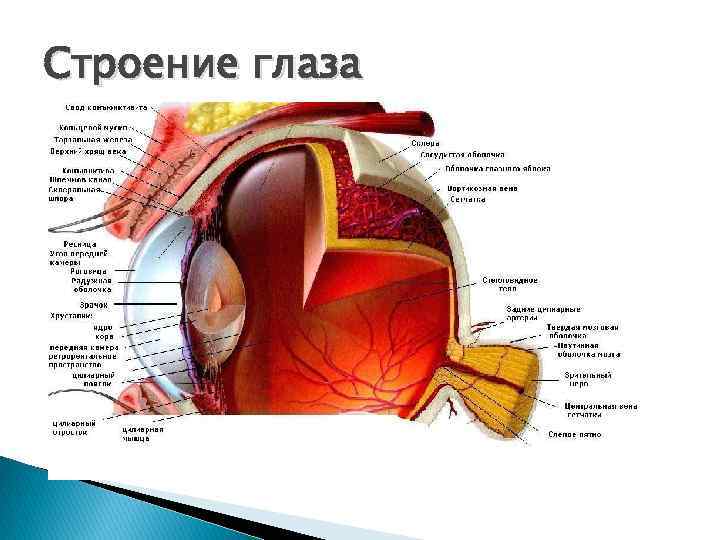 Строение глаза 