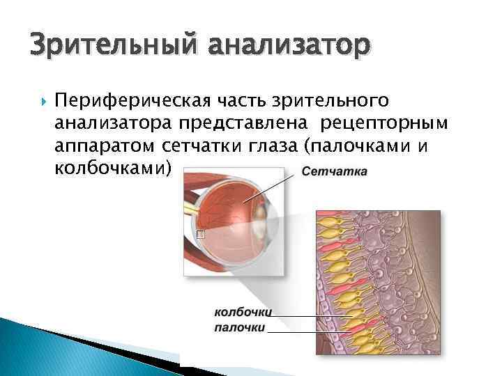 Структуры периферического отдела зрительного анализатора