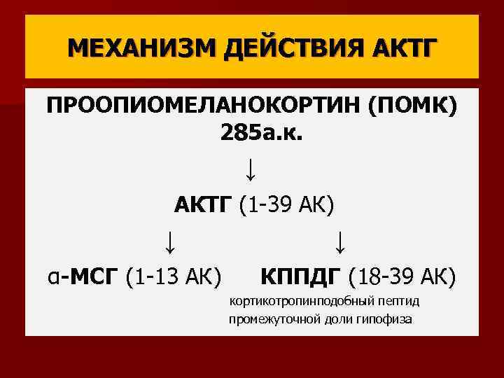 МЕХАНИЗМ ДЕЙСТВИЯ АКТГ ПРООПИОМЕЛАНОКОРТИН (ПОМК) 285 а. к. ↓ АКТГ (1 -39 АК) ↓